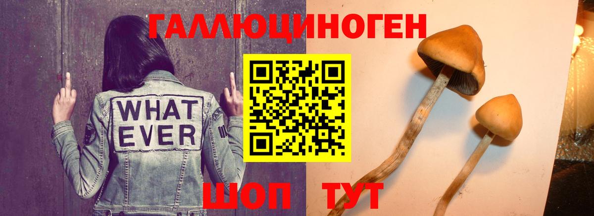 купить наркотики цена  Вход с VPN  Советск  Галлюциногенные грибы Psilocybe 